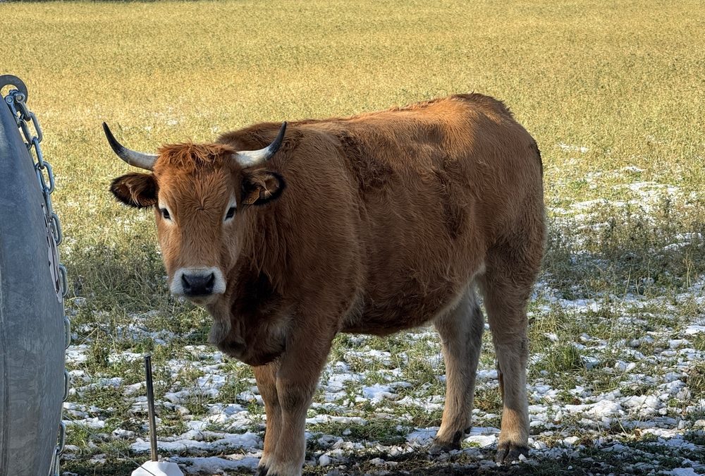 Que faire en Aubrac ?