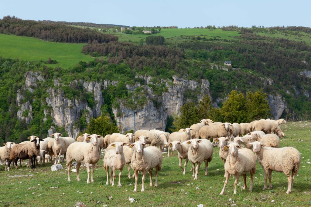 que-faire-dans-les-grands-causses