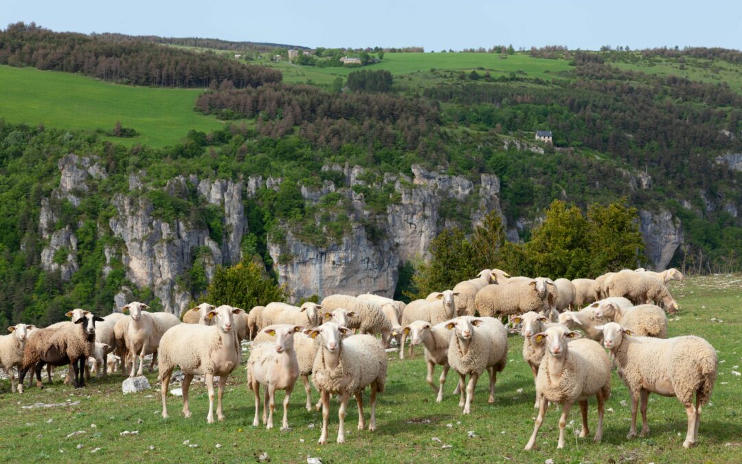 Que faire sur les Grands Causses ? Le guide complet